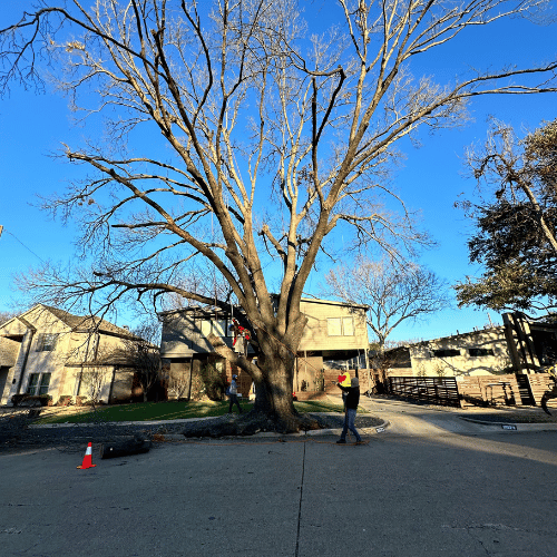 Tree Healthcare in Dallas, TX
