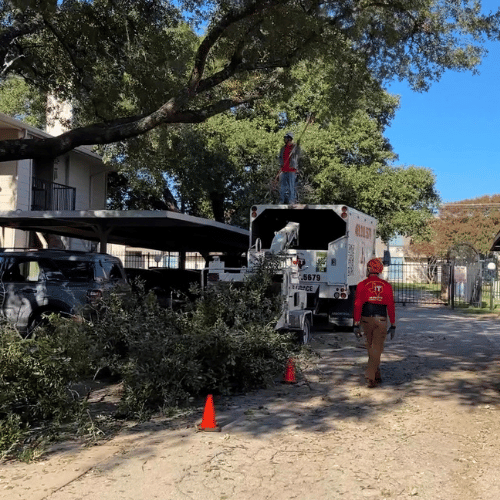Tree Healthcare in Dallas, TX(16)