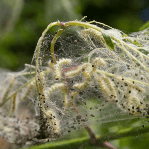 Tree Healthcare in Dallas, TX