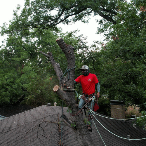 Tree Healthcare in Dallas, TX(5) Tree Healthcare in Dallas, TX