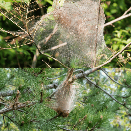 Tree Healthcare in Dallas, TX